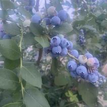 大量蓝莓出售