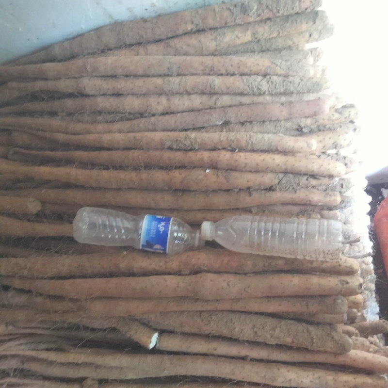 【热卖】保定麻山药产地直发量大从优现挖现发品质保证