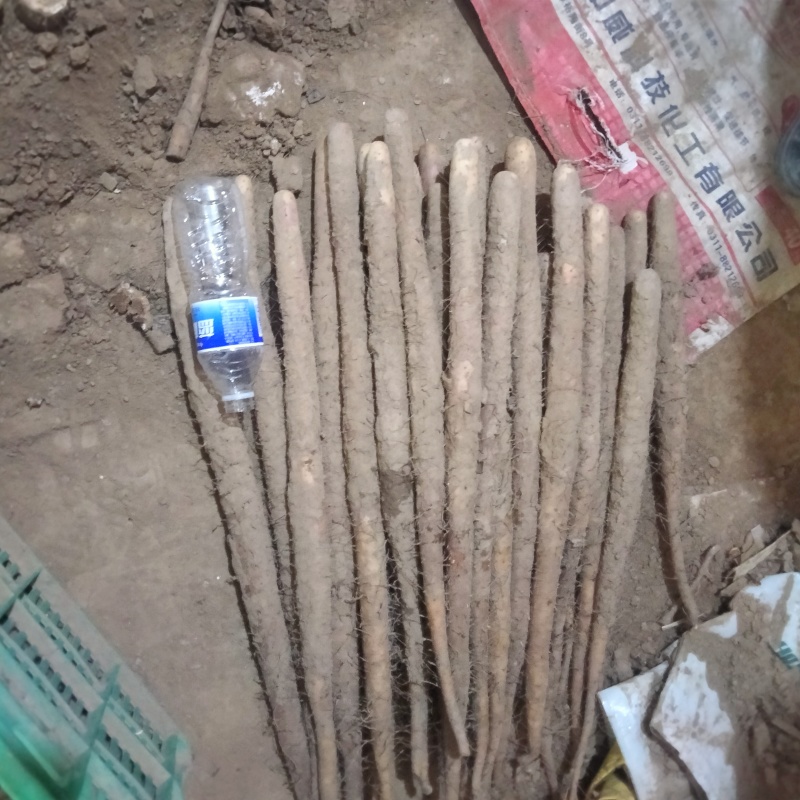 【热卖】保定麻山药产地直发量大从优现挖现发品质保证