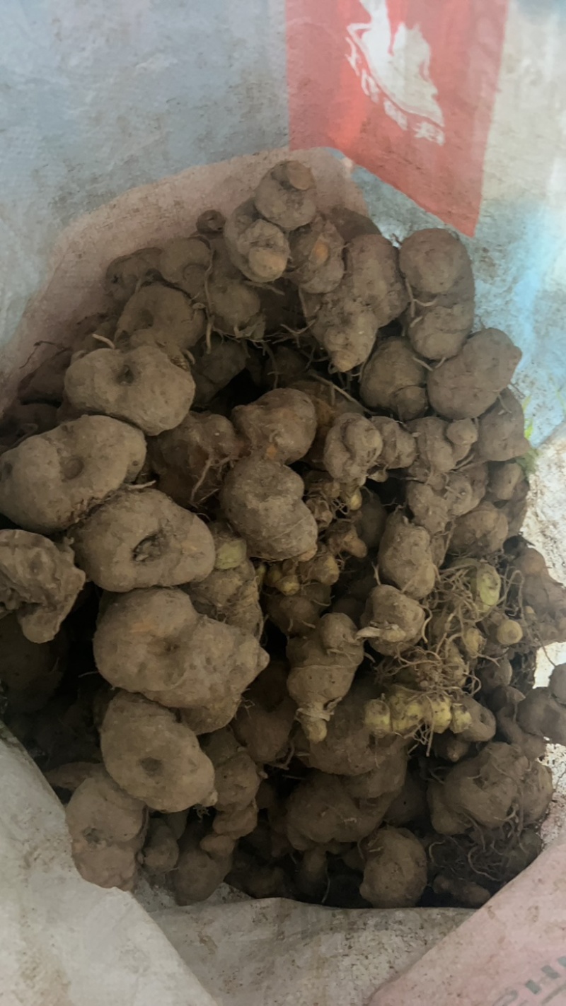 野生黄精，鸡头甜黄精深山老黄精一手货源批发