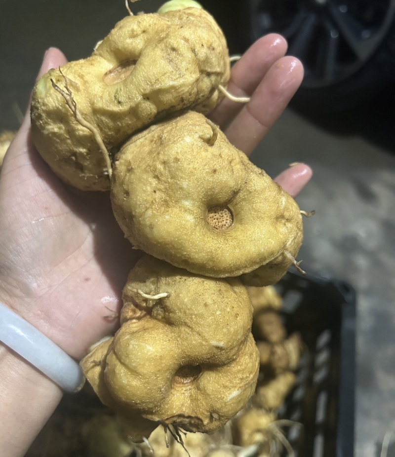 野生黄精，鸡头甜黄精深山老黄精一手货源批发