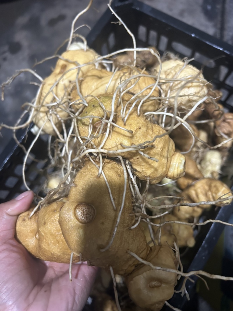 野生黄精，鸡头甜黄精深山老黄精一手货源批发