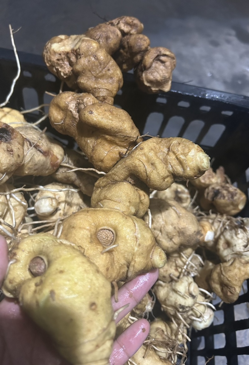 野生黄精，鸡头甜黄精深山老黄精一手货源批发