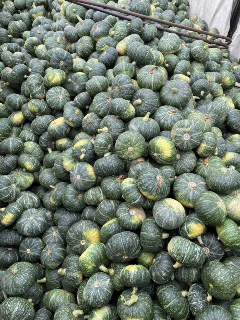 【牛商优选】板栗南瓜粉糯南瓜大量上市产地直发欢迎咨询