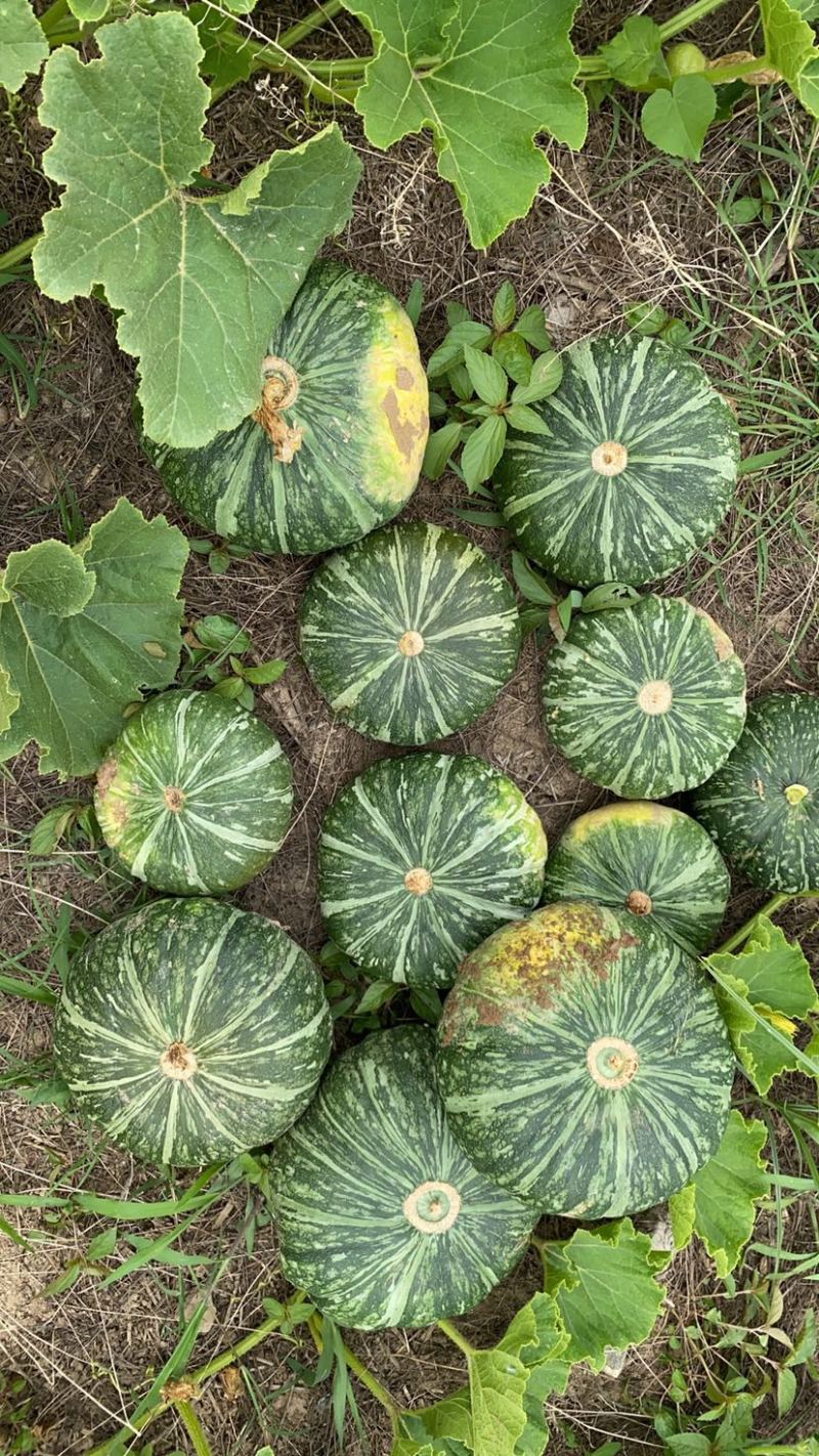 【牛商优选】板栗南瓜粉糯南瓜大量上市产地直发欢迎咨询
