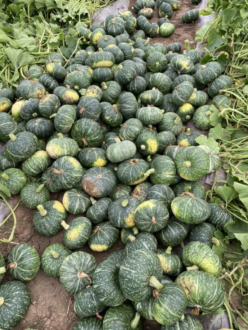 【牛商优选】板栗南瓜粉糯南瓜大量上市产地直发欢迎咨询