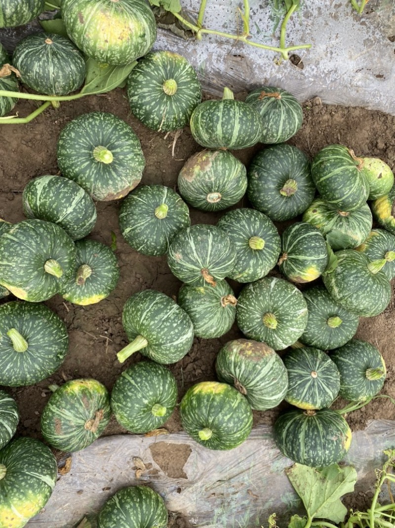 【牛商优选】板栗南瓜粉糯南瓜大量上市产地直发欢迎咨询