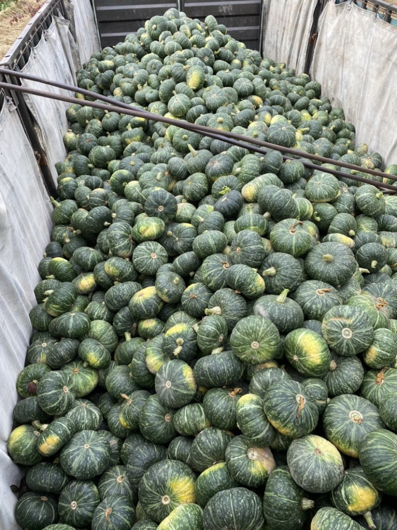 【牛商优选】板栗南瓜粉糯南瓜大量上市产地直发欢迎咨询