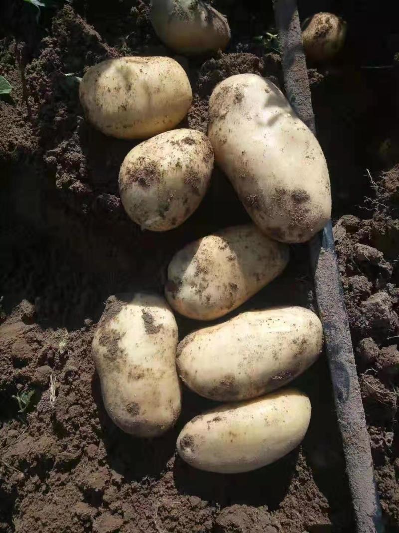 河北黄心土豆产地直发供应电商市场黄皮黄心无起皮