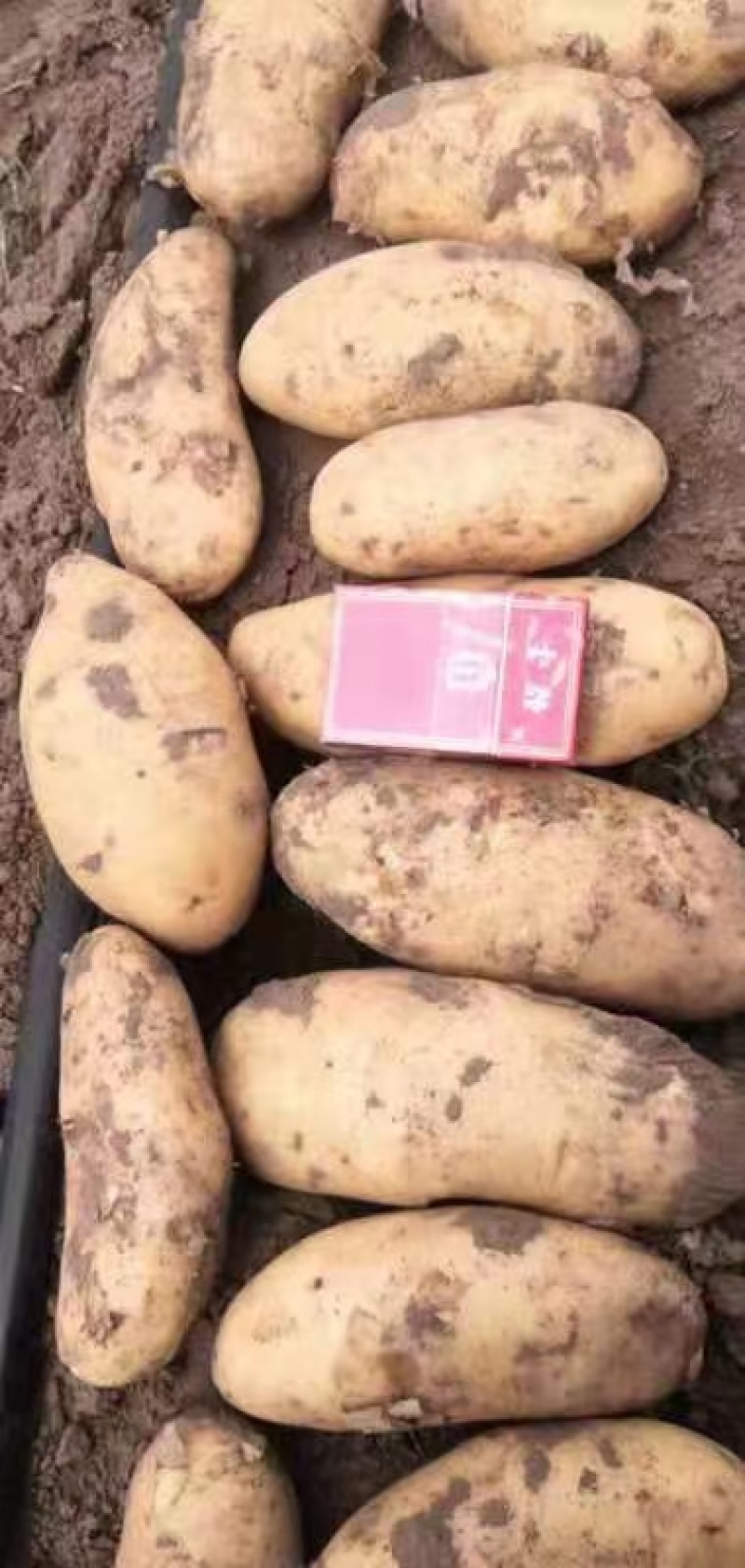 河北黄心土豆产地直发供应电商市场黄皮黄心无起皮