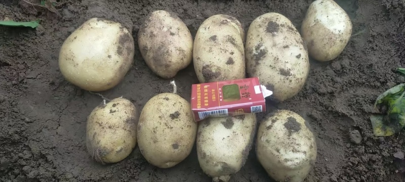 河北黄心土豆产地直发供应电商市场黄皮黄心无起皮