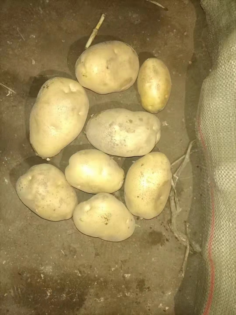 河北黄心土豆产地直发供应电商市场黄皮黄心无起皮