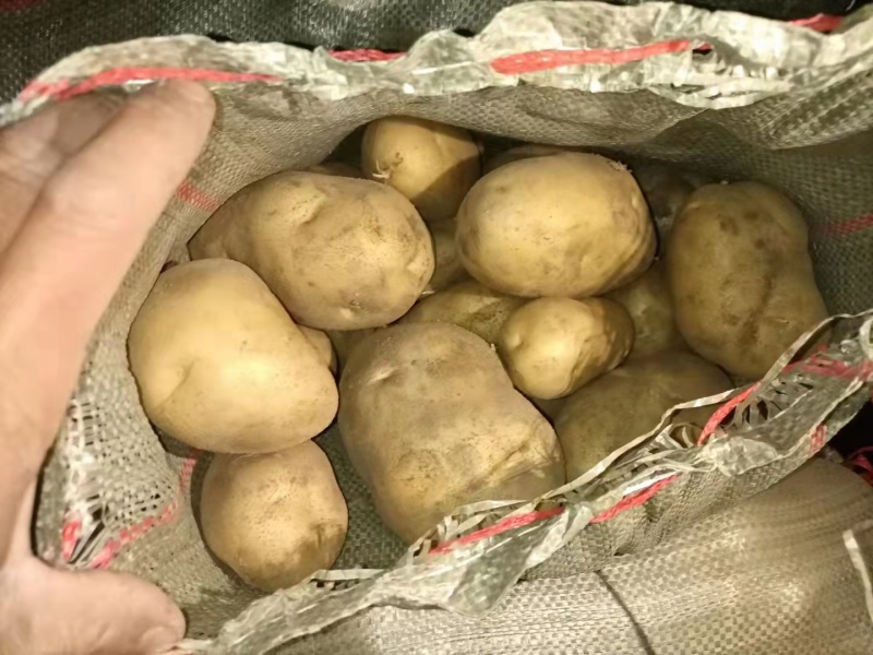 河北黄心土豆产地直发供应电商市场黄皮黄心无起皮