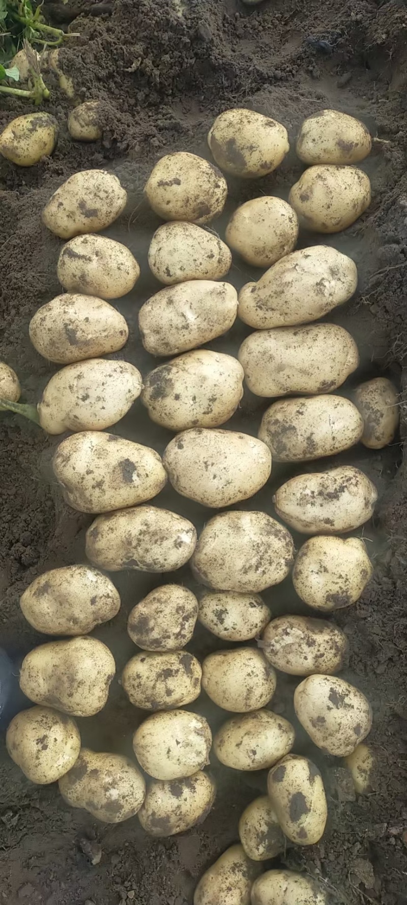 河北黄心土豆产地直发供应电商市场黄皮黄心无起皮