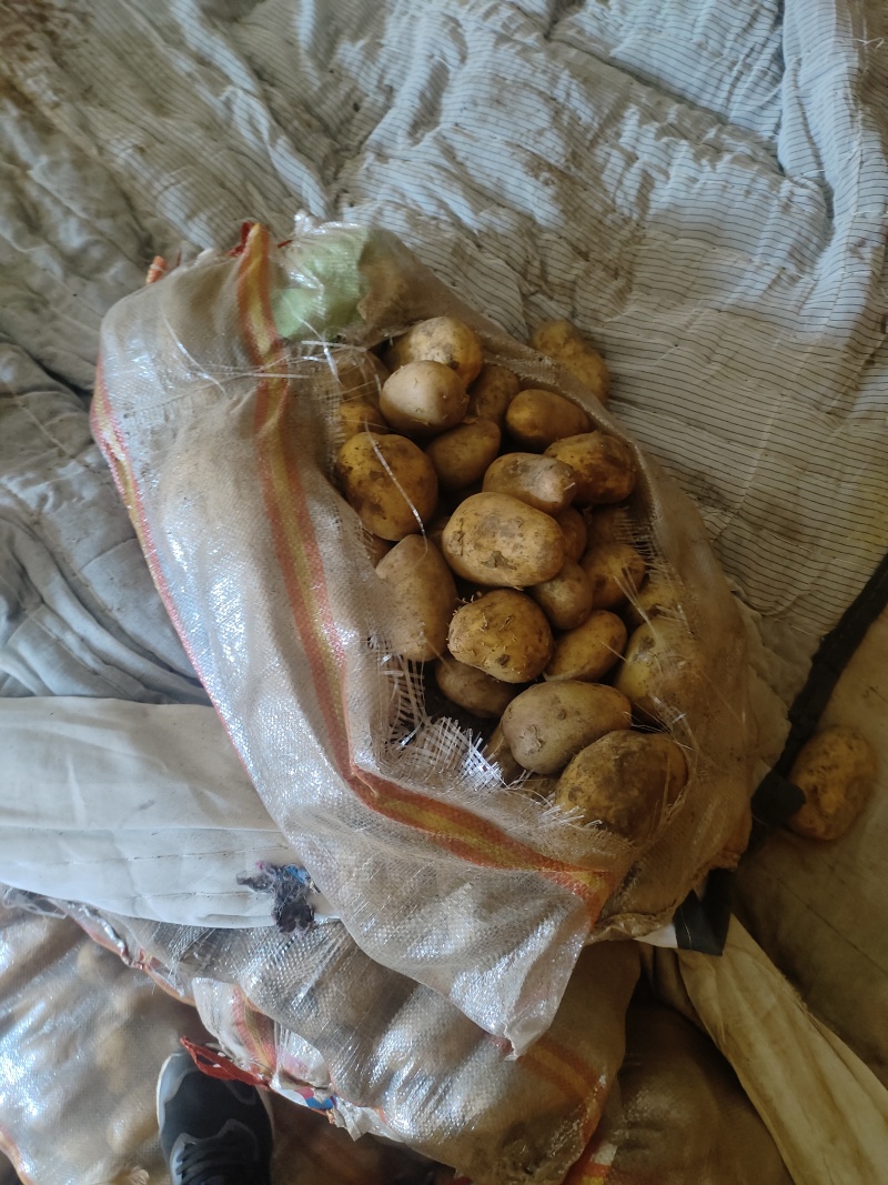 河北黄心土豆产地直发供应电商市场黄皮黄心无起皮