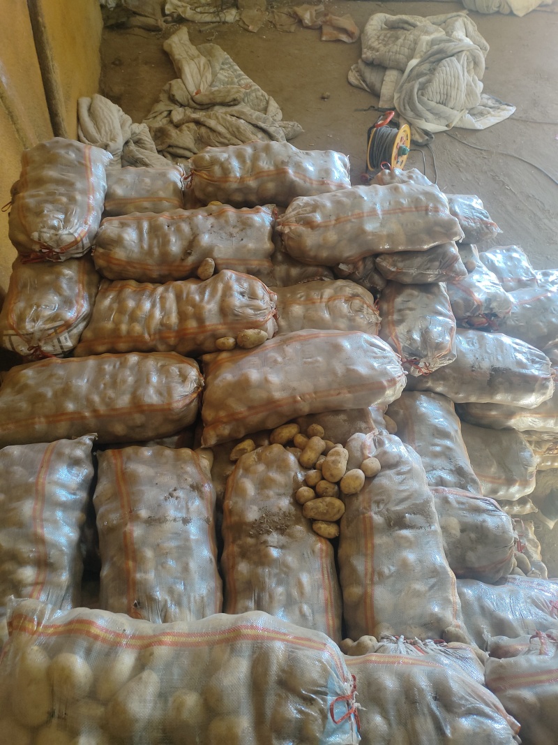 河北黄心土豆产地直发供应电商市场黄皮黄心无起皮