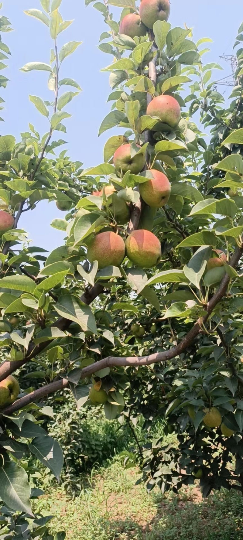 赵县新梨七号香梨梨香梨产地直发合作共赢