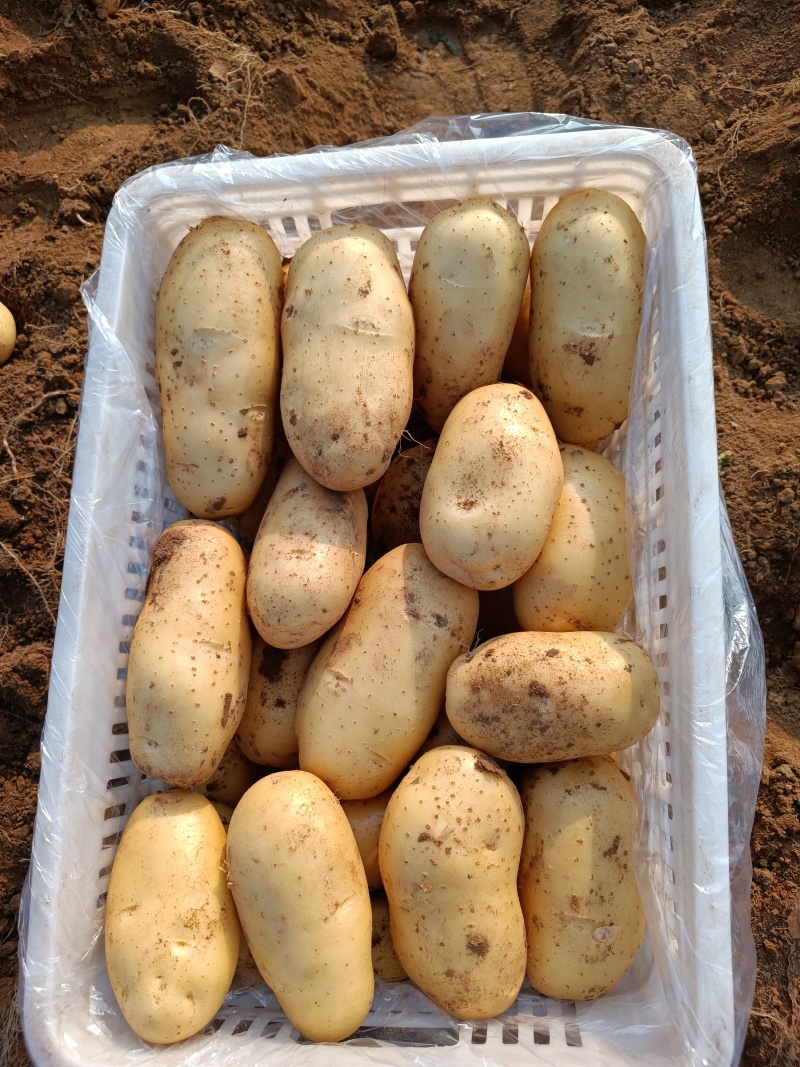 黄皮黄心土豆大量上市，价格低，质量好，品种多