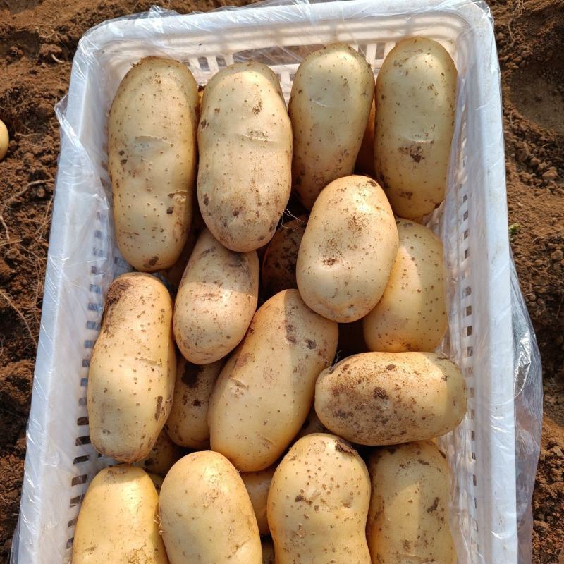 黄皮黄心土豆大量上市，价格低，质量好，品种多