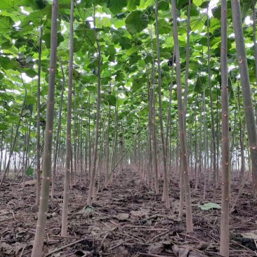 苗圃出售4/50公分精品泡桐树基地自产自销