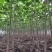 苗圃出售4/50公分精品泡桐树基地自产自销
