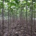 苗圃出售4/50公分精品泡桐树基地自产自销