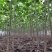 苗圃出售4/50公分精品泡桐树基地自产自销