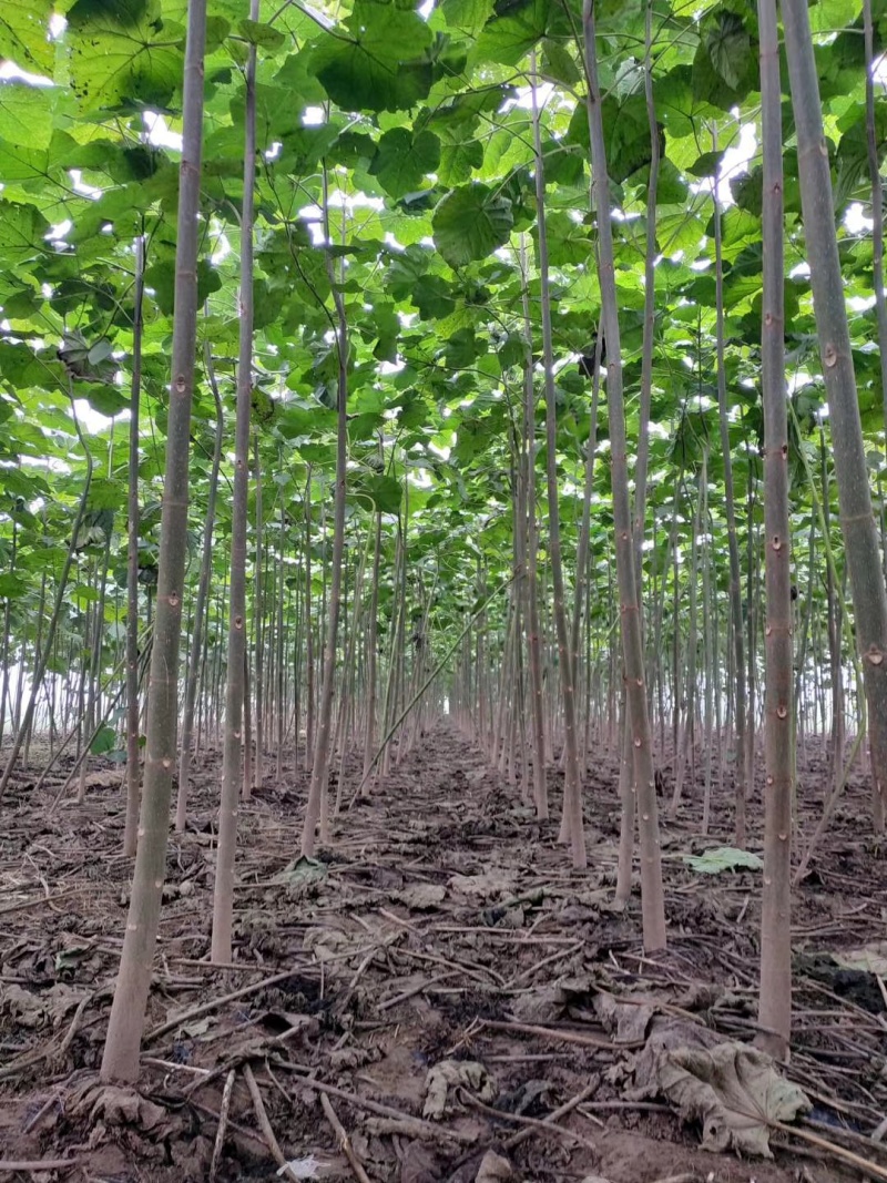 苗圃出售4/50公分精品泡桐树基地自产自销
