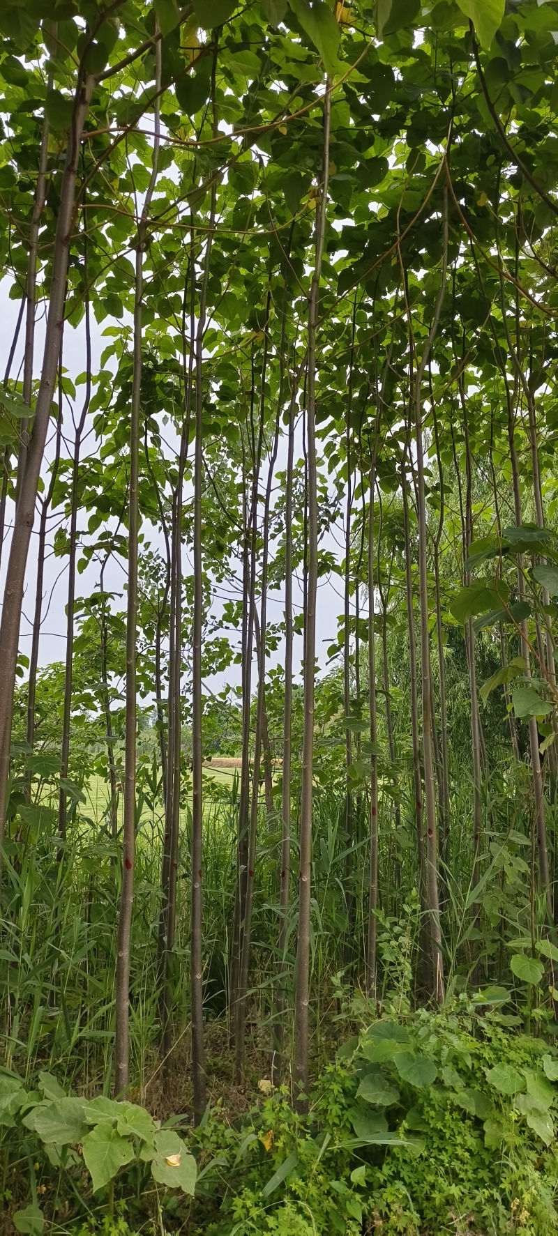 苗圃出售4/50公分精品泡桐树基地自产自销