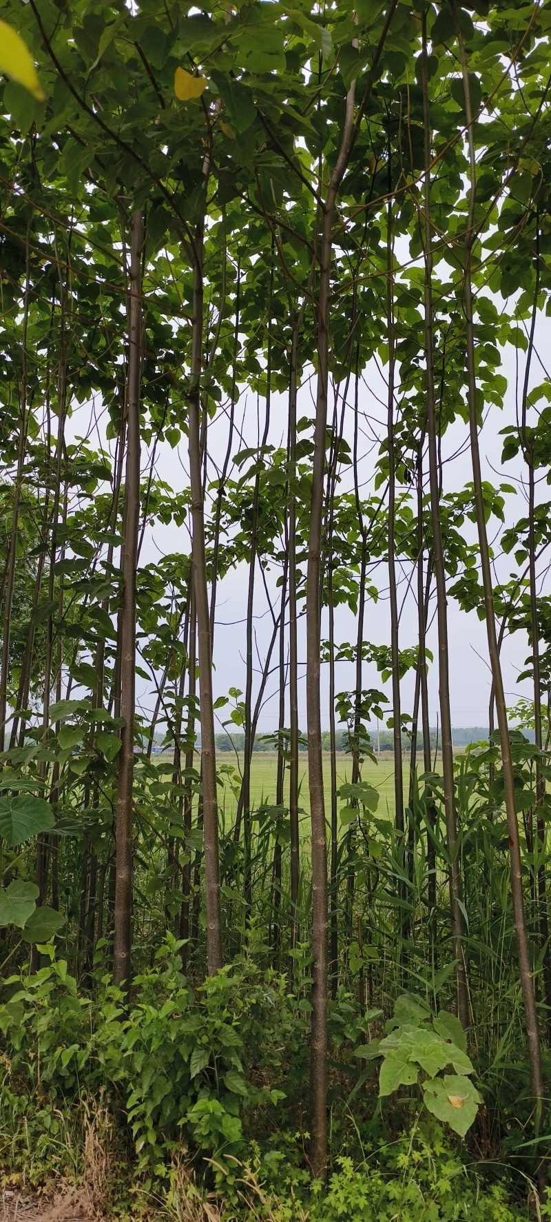苗圃出售4/50公分精品泡桐树基地自产自销