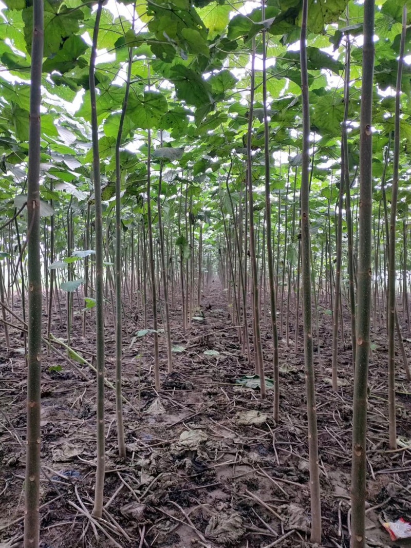 苗圃出售4/50公分精品泡桐树基地自产自销
