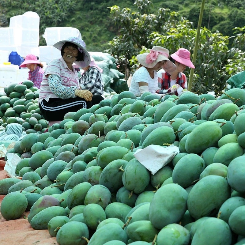 凯特芒大量上市芒果基地直供，对接市场商超电商一件代发