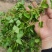 四川野生积雪草又名马蹄才，