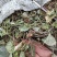 四川野生积雪草又名马蹄才，