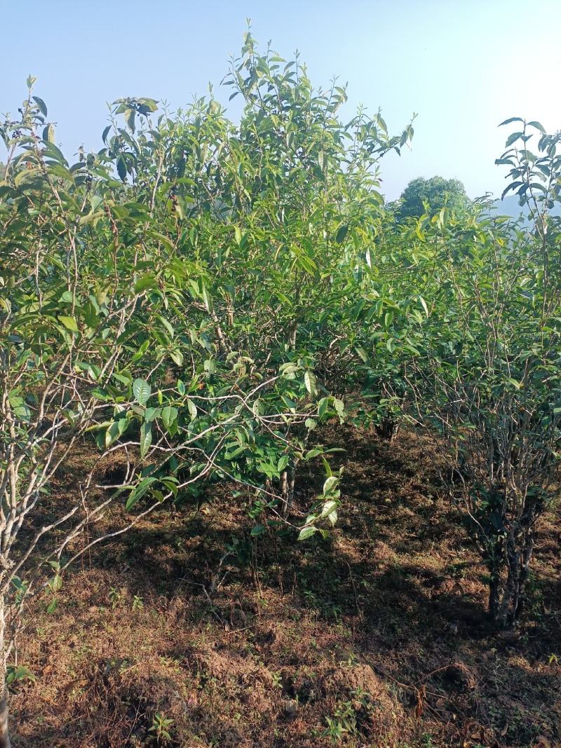 茶叶云南古树茶生普自产自销的回甘好耐泡有喜欢新老客户可系