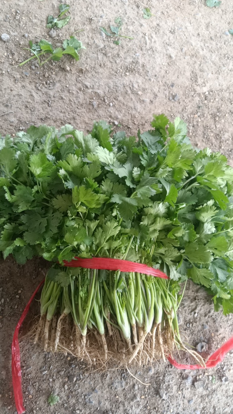 大叶香菜，产地直发，大量有货，欢迎各位老板咨询采购