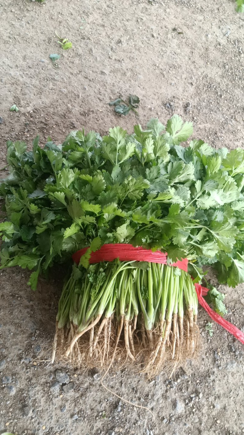 大叶香菜，产地直发，大量有货，欢迎各位老板咨询采购