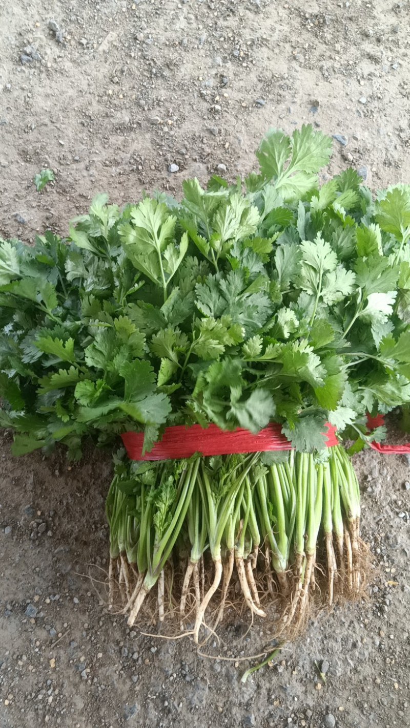 大叶香菜，产地直发，大量有货，欢迎各位老板咨询采购