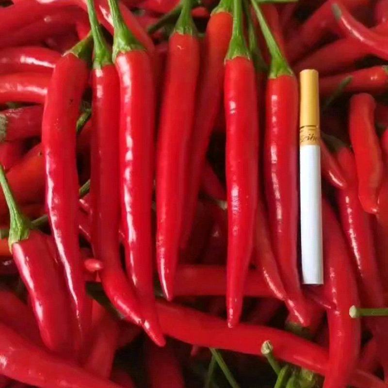 河南商丘小米椒产地直发。代发全国
