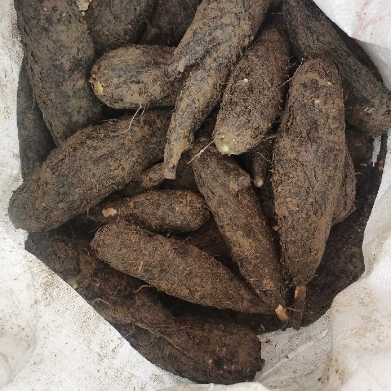 地老鼠，紫茉莉根，质量保证量大价优产地直销