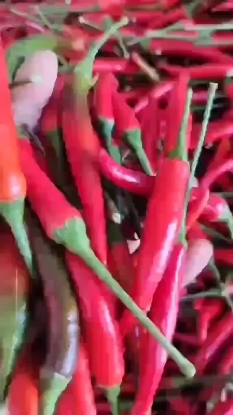 河南商丘小米椒产地直发。代发全国
