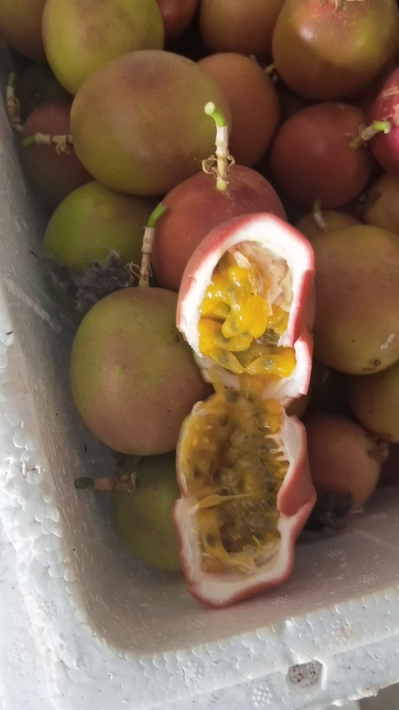 下架云南百香果紫果，大量现货