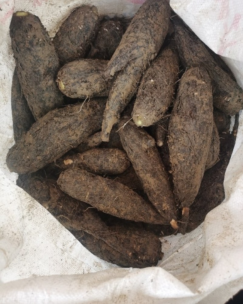 地老鼠，紫茉莉根，质量保证量大价优产地直销