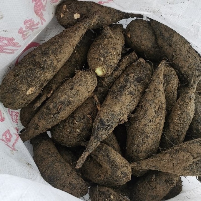 地老鼠，紫茉莉根，质量保证量大价优产地直销
