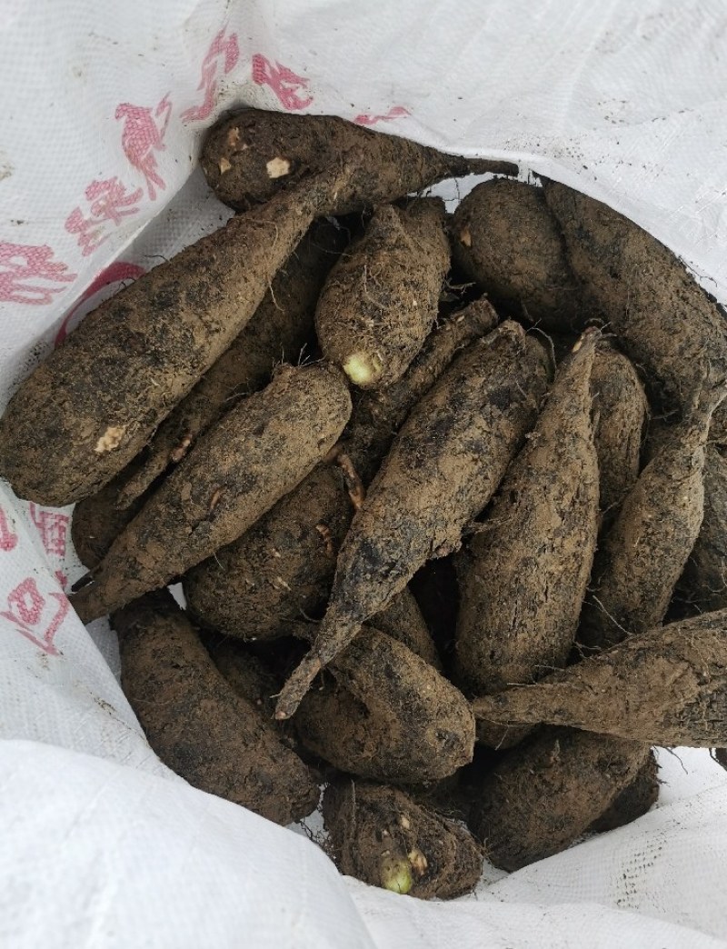 地老鼠，紫茉莉根，质量保证量大价优产地直销