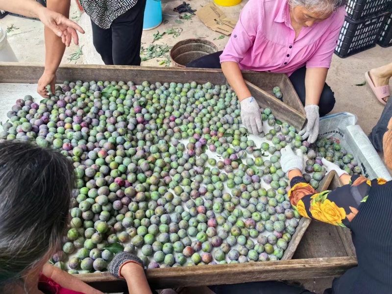 产地直发精品李子口感脆甜多汁保值保量大量上市