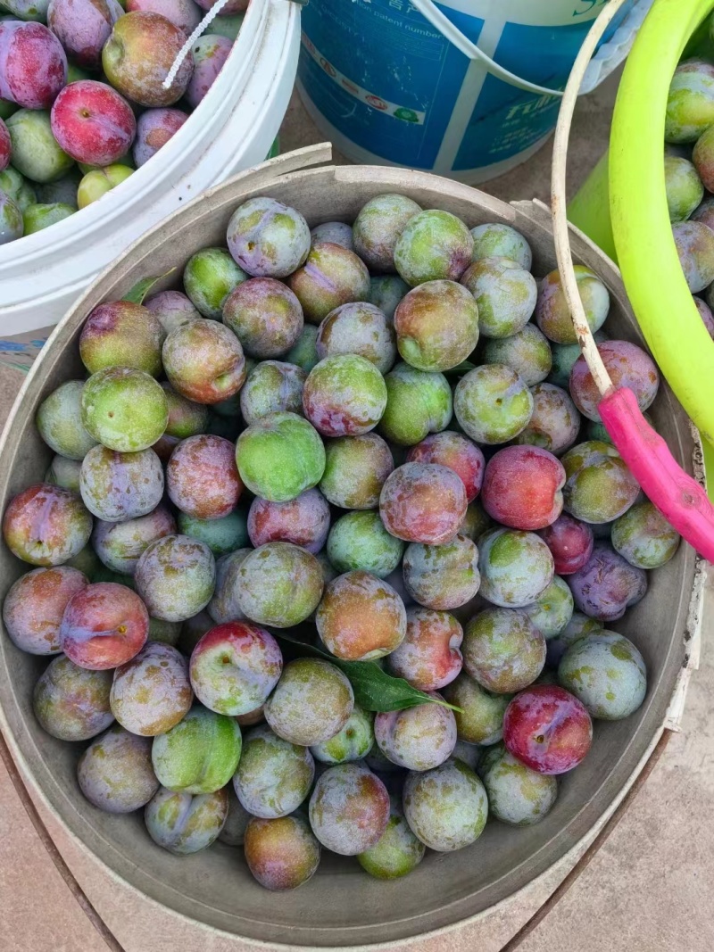 产地直发精品李子口感脆甜多汁保值保量大量上市