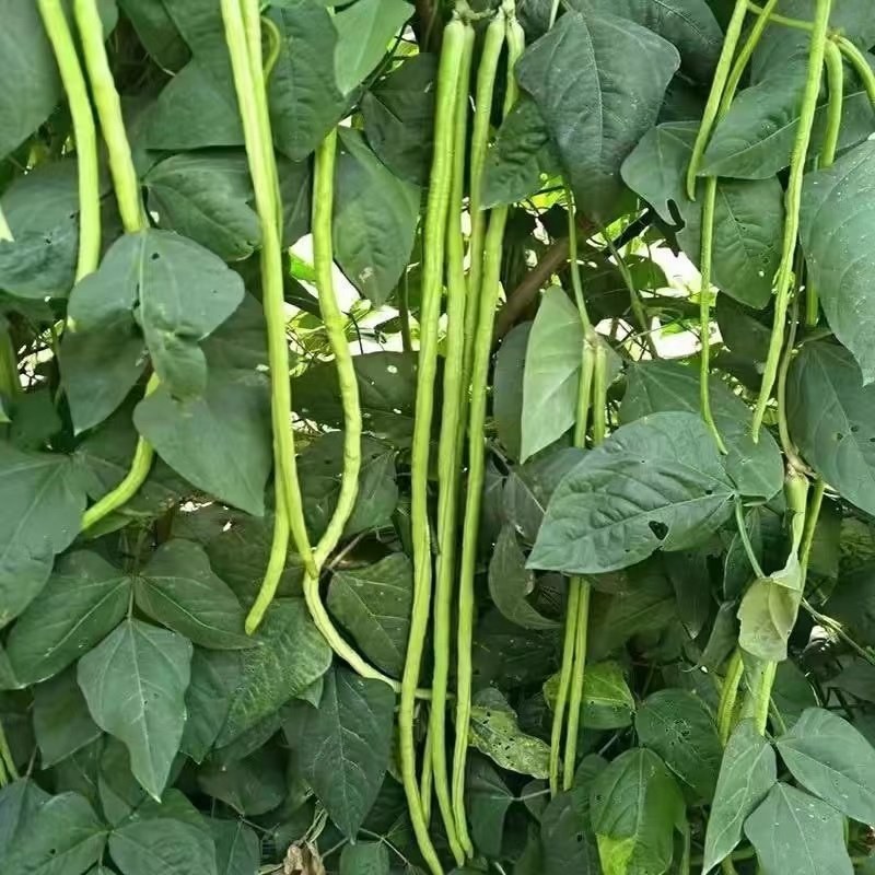 豇豆长豆角价格优惠大量上市，产地直销，诚信对接全国市场