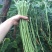 豇豆长豆角价格优惠大量上市，产地直销，诚信对接全国市场