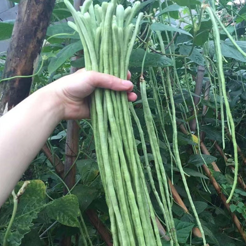 豇豆长豆角价格优惠大量上市，产地直销，诚信对接全国市场